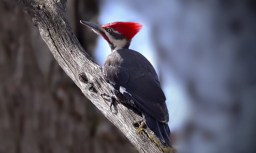 pileated woodpecker cartoon